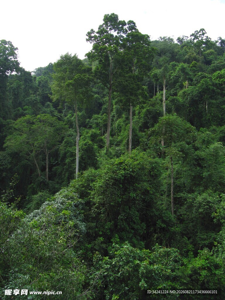 茂密葱郁的热带森林景观