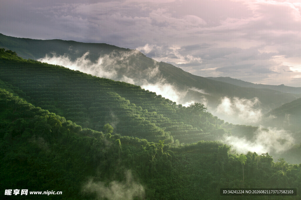 山间晨雾缭绕的翠绿美景