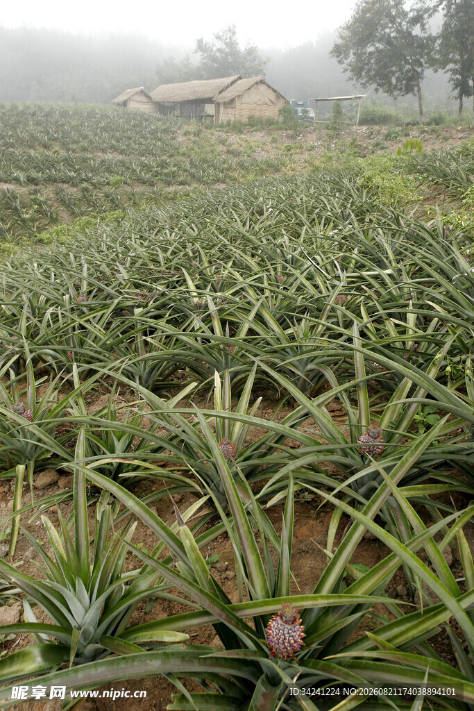 菠萝种植园绿意盎然景象