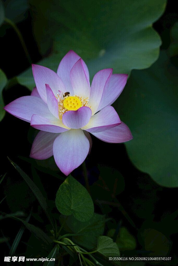 盛开的莲花