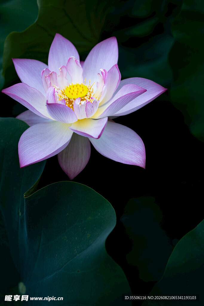 荷花
