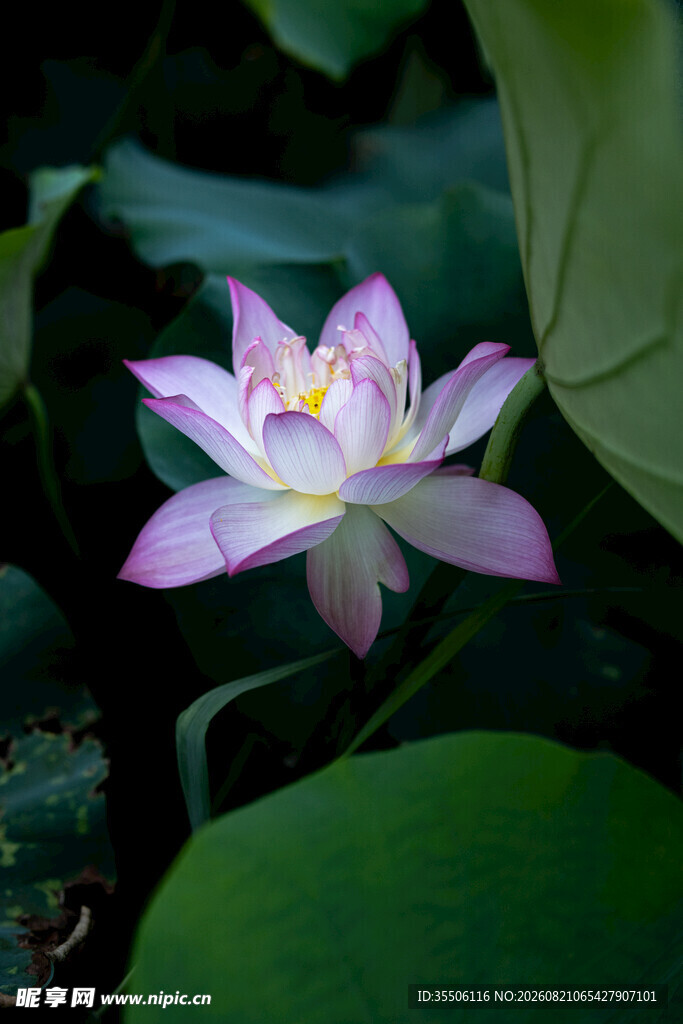 荷花媚影
