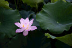  莲花