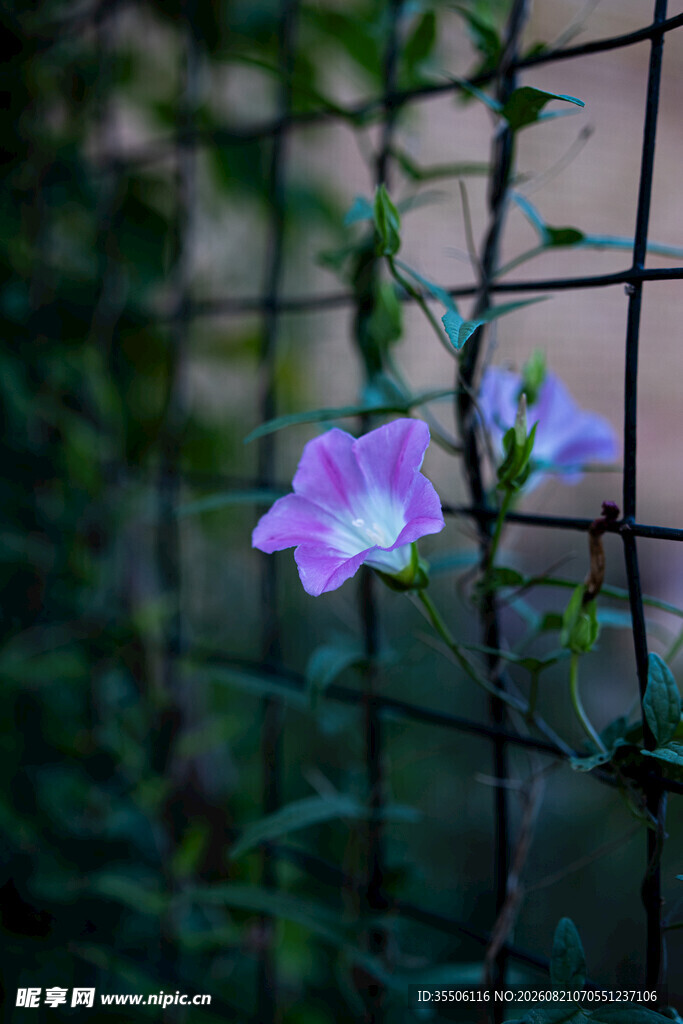 牵牛花