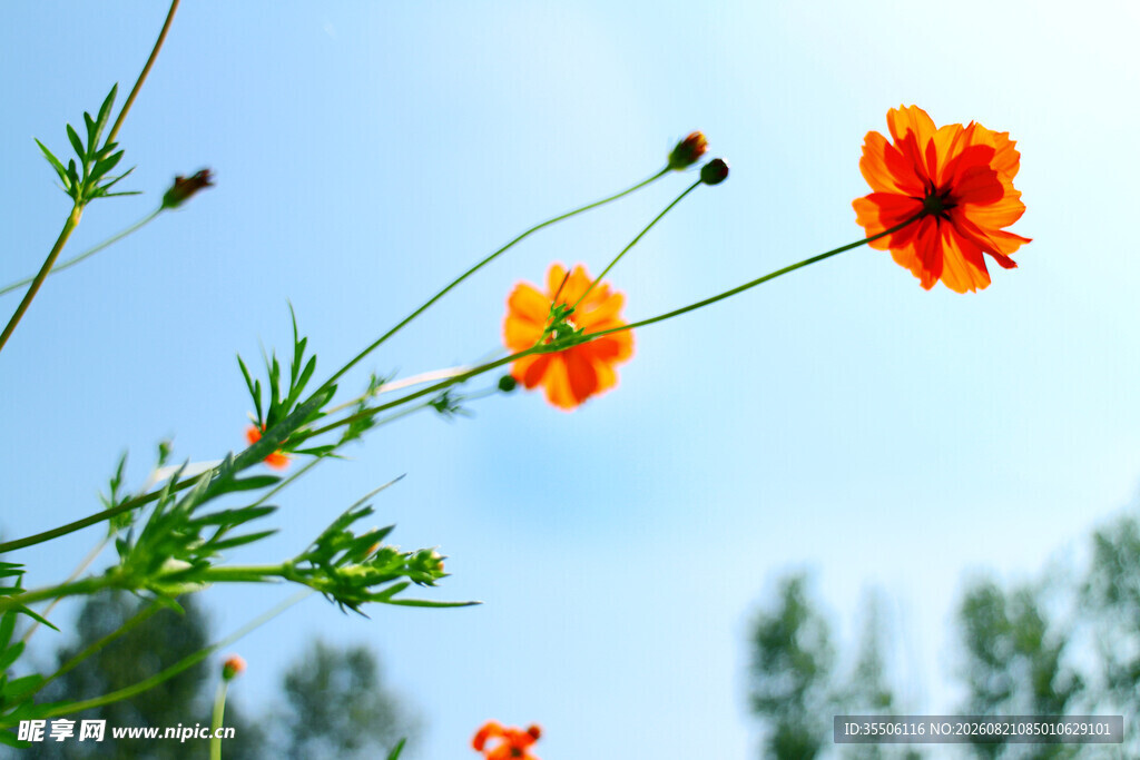 硫华菊