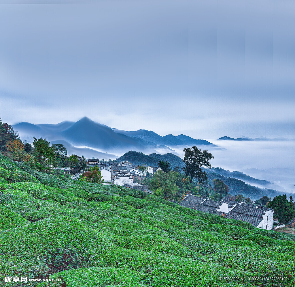 山间茶园