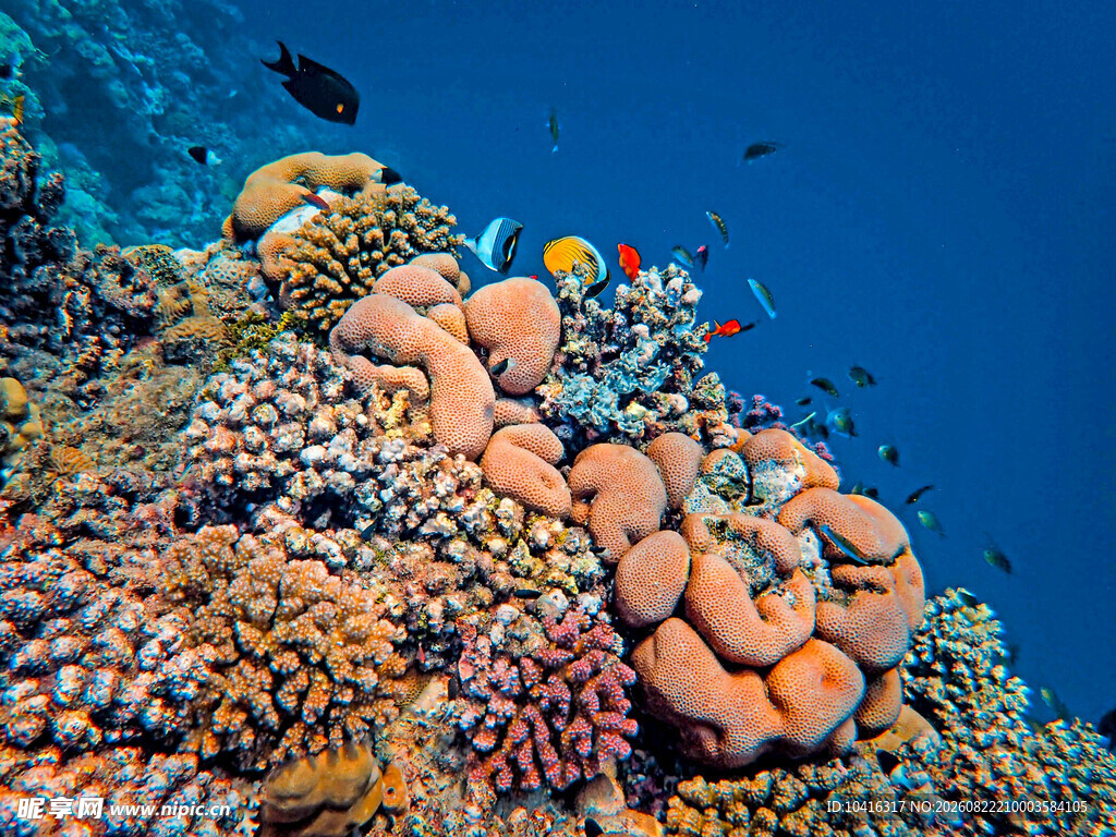 多彩海底珊瑚