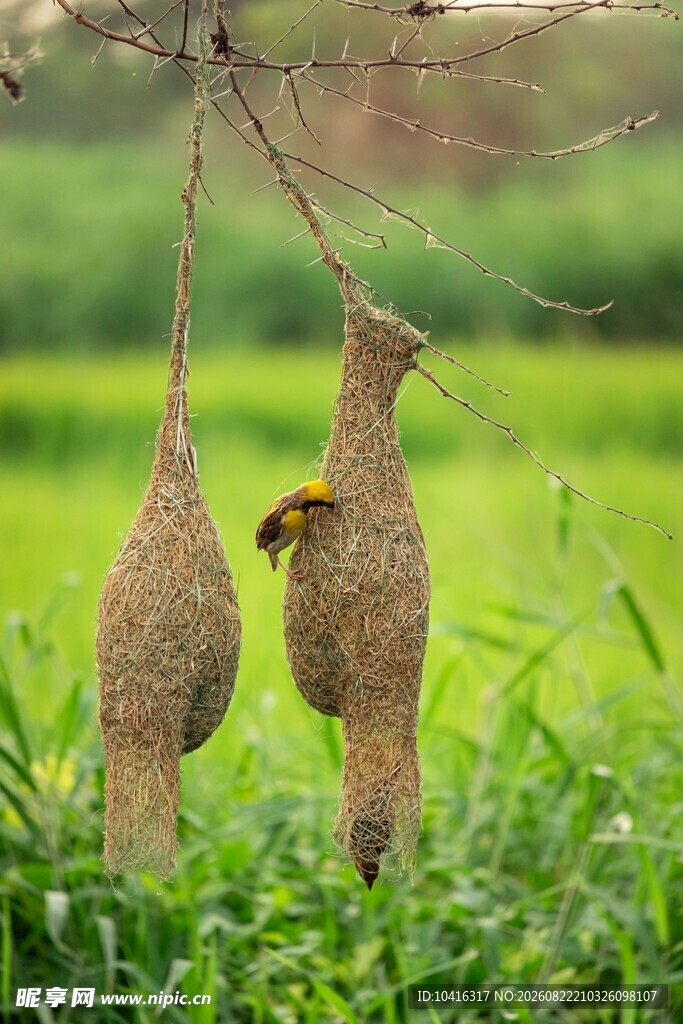 织布鸟