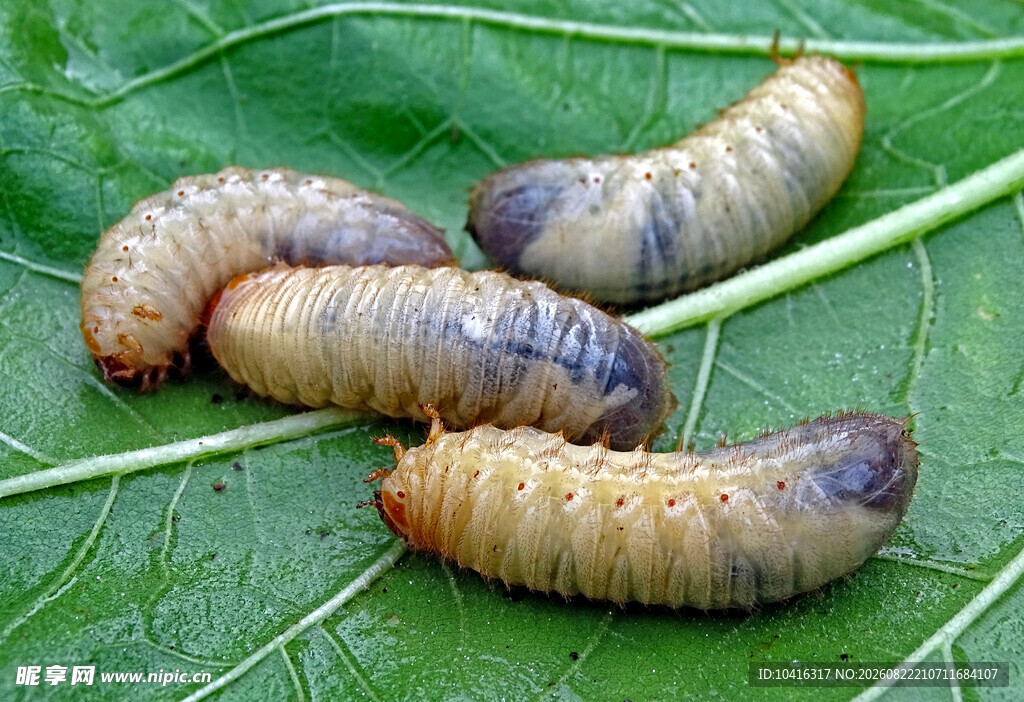 甲虫幼虫
