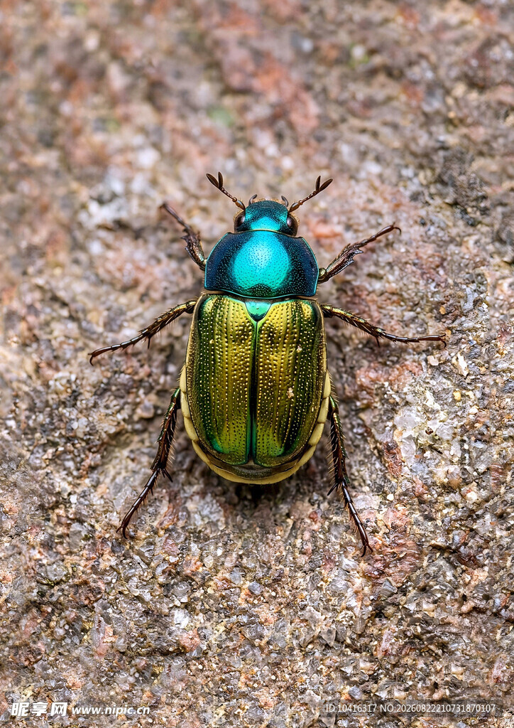 宝石甲虫