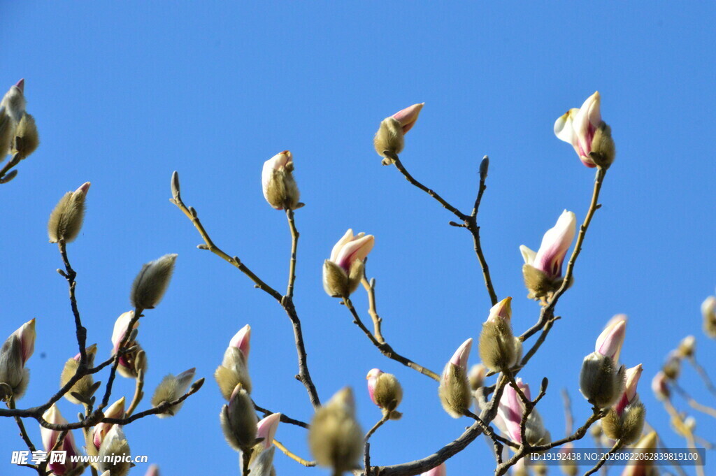 望春玉兰 