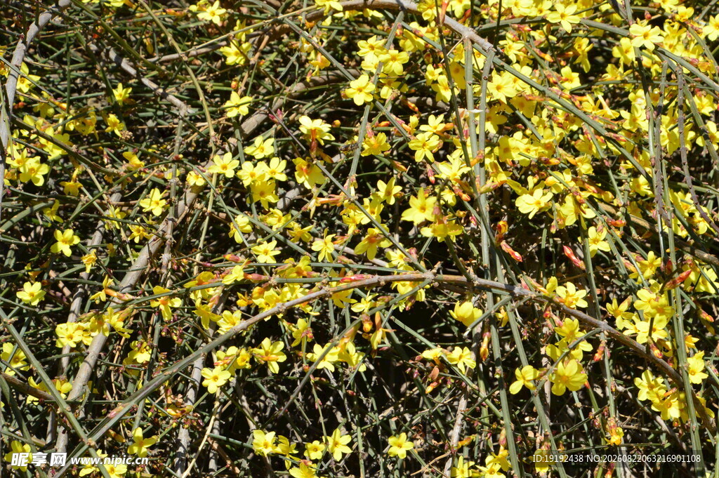 迎春花 