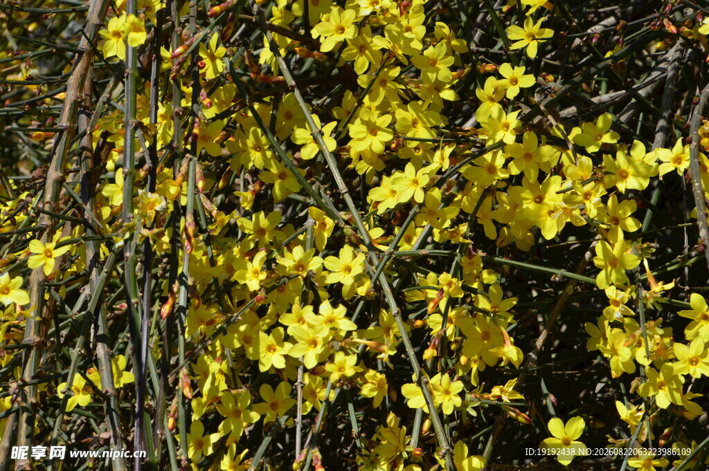 迎春花  