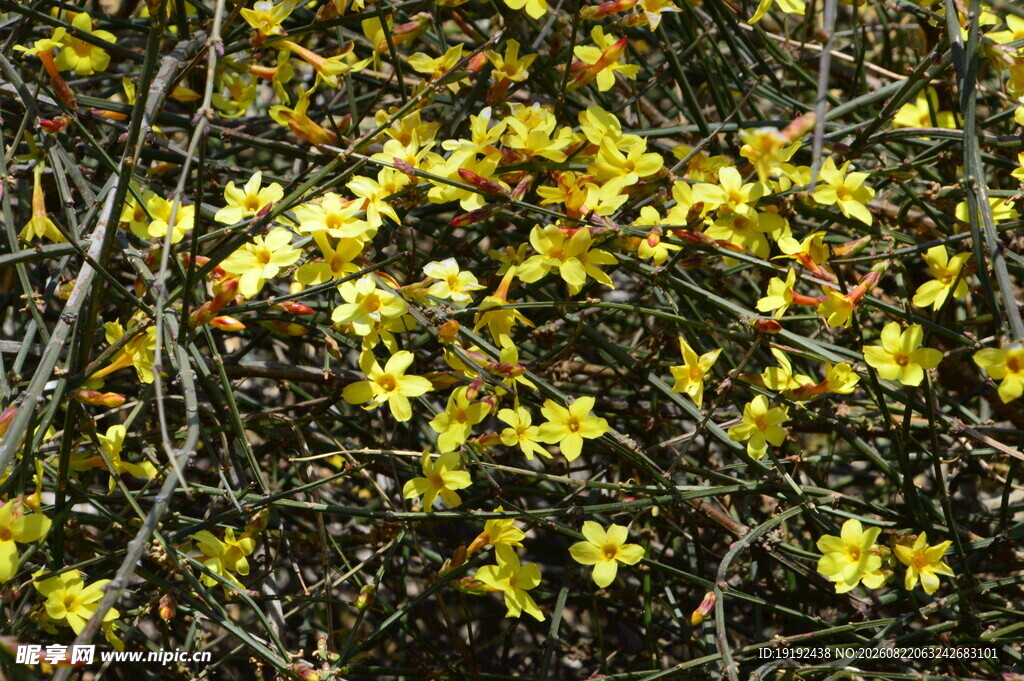 迎春花  
