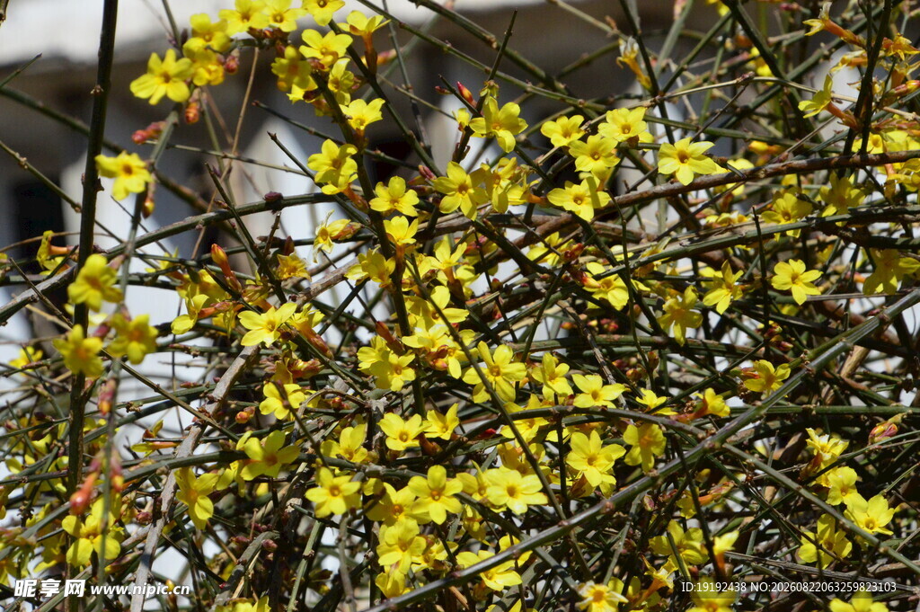 迎春花 