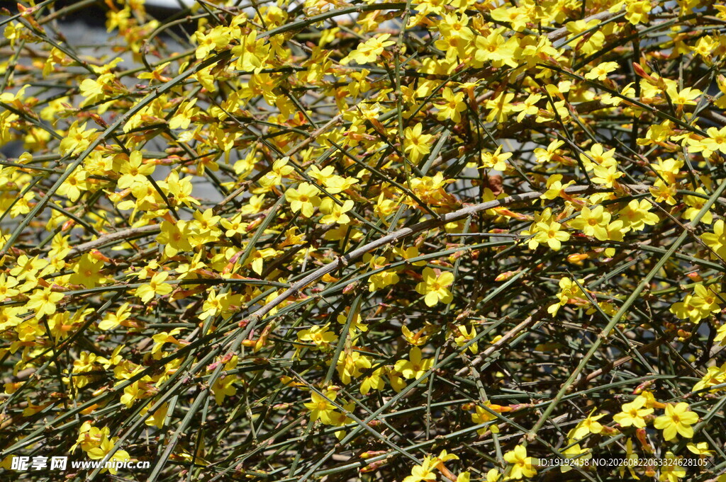 迎春花  