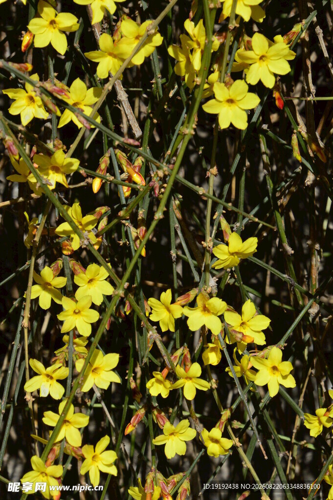 迎春花 