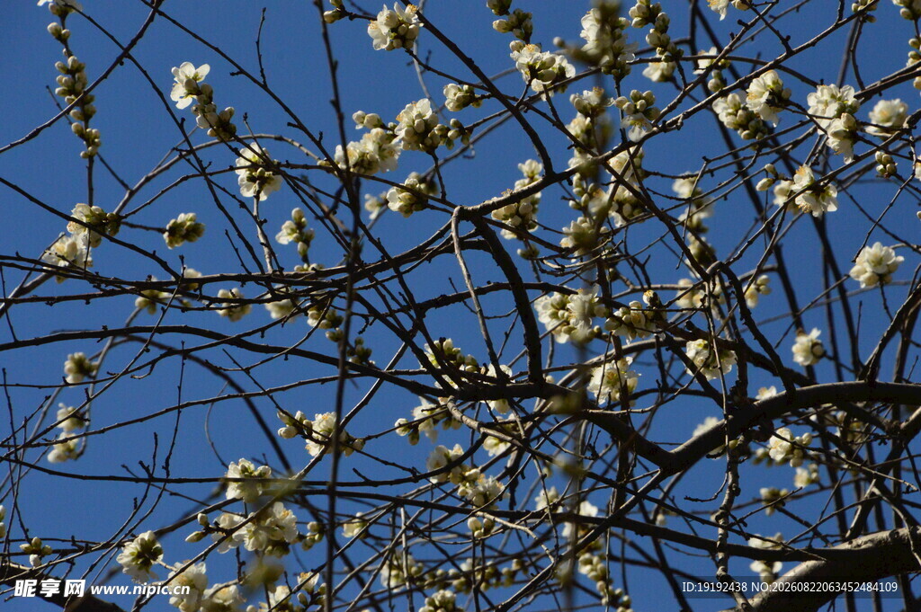 山桃花  