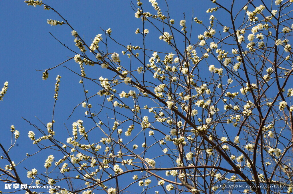 山桃花  