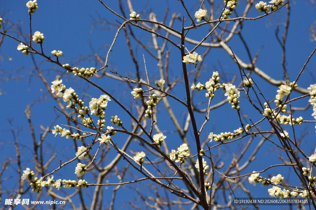 山桃花  