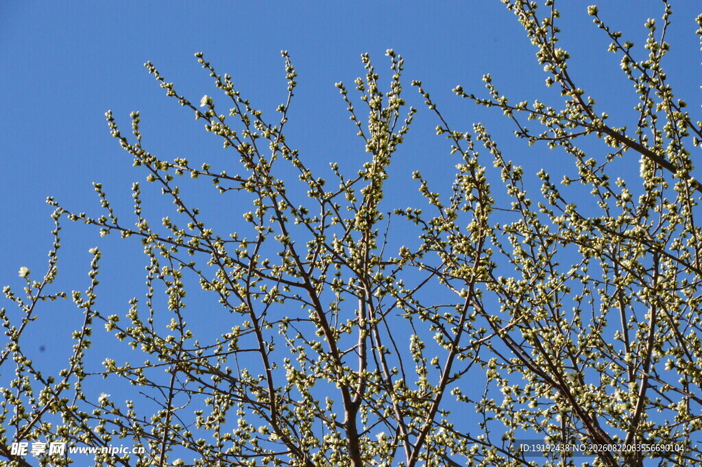 山桃花 