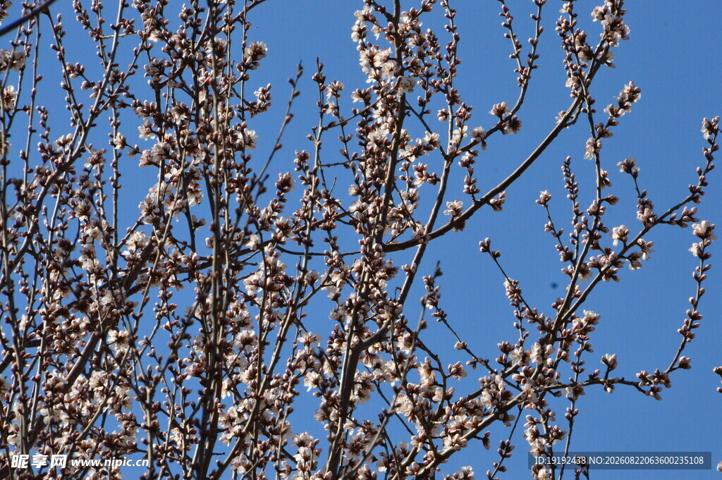 山桃花  