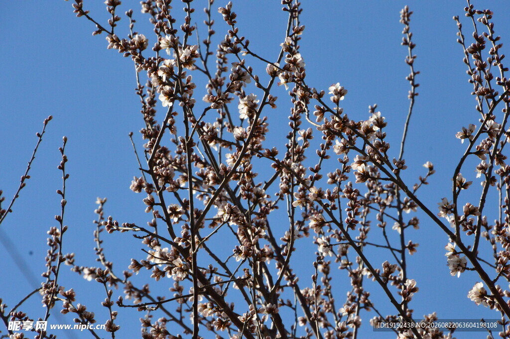 山桃花  