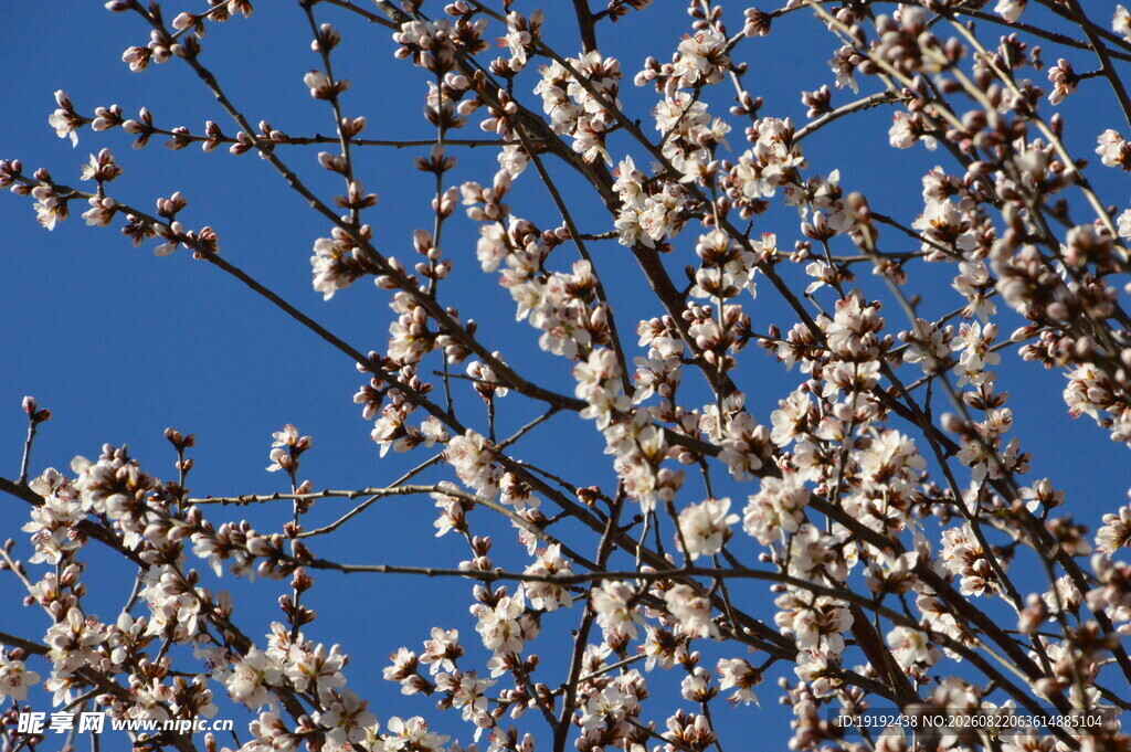 山桃花 