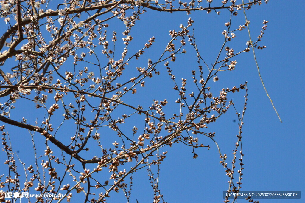 山桃花  