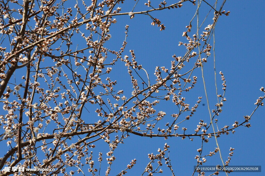 山桃花  