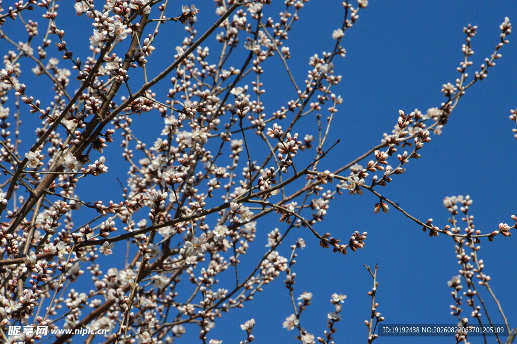 山桃花 