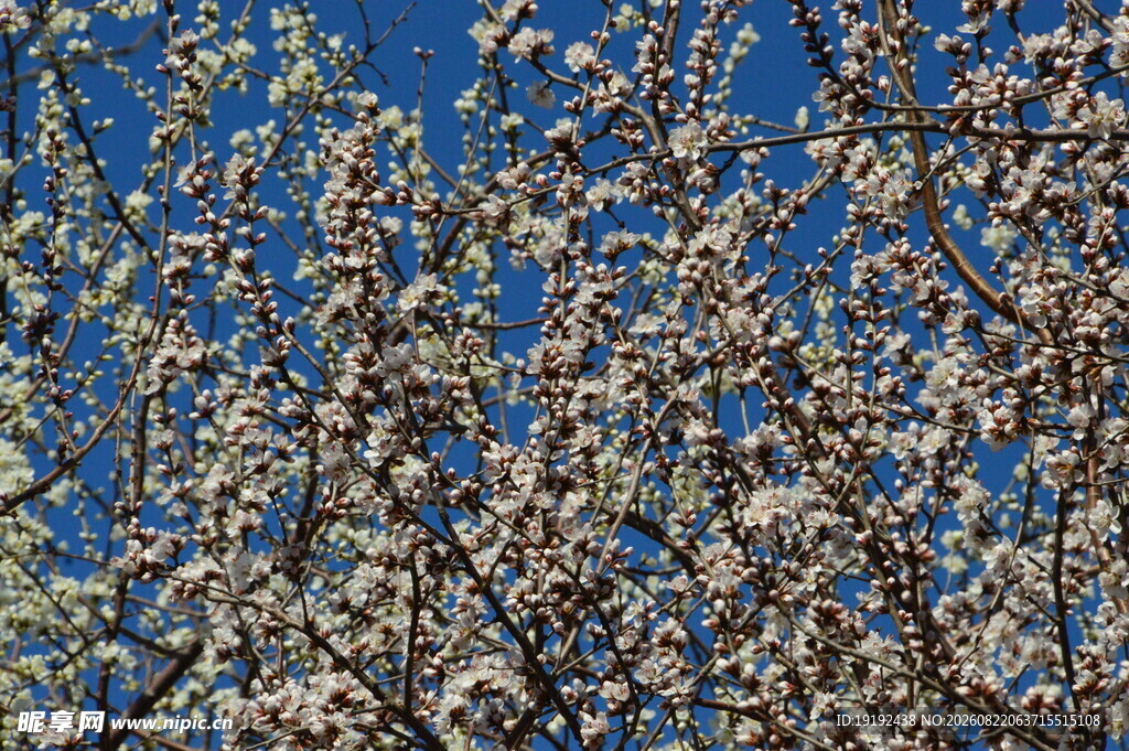 山桃花  
