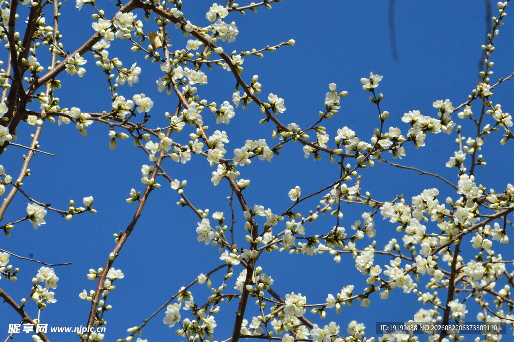 山桃花  