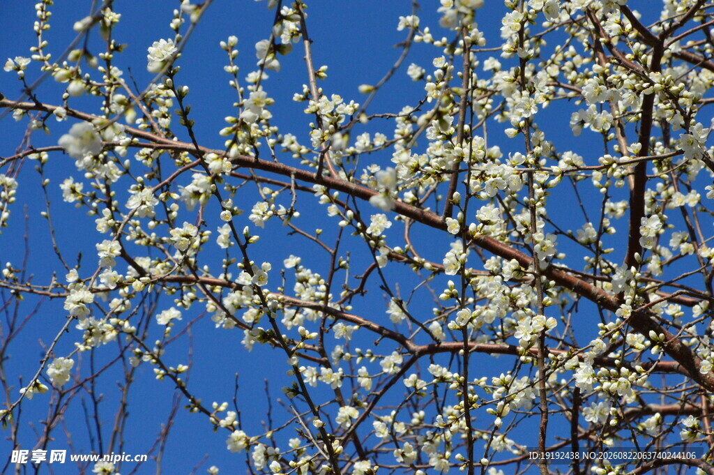 山桃花 