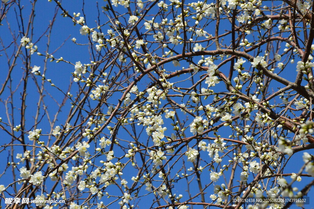 山桃花  