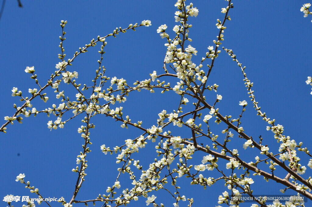山桃花 