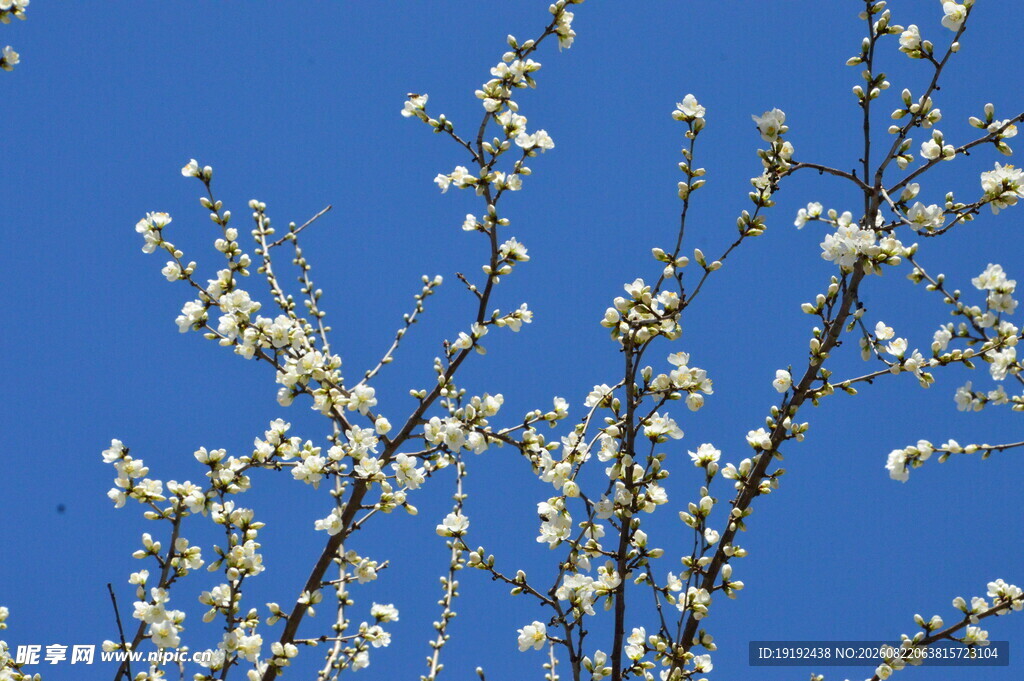 山桃花  