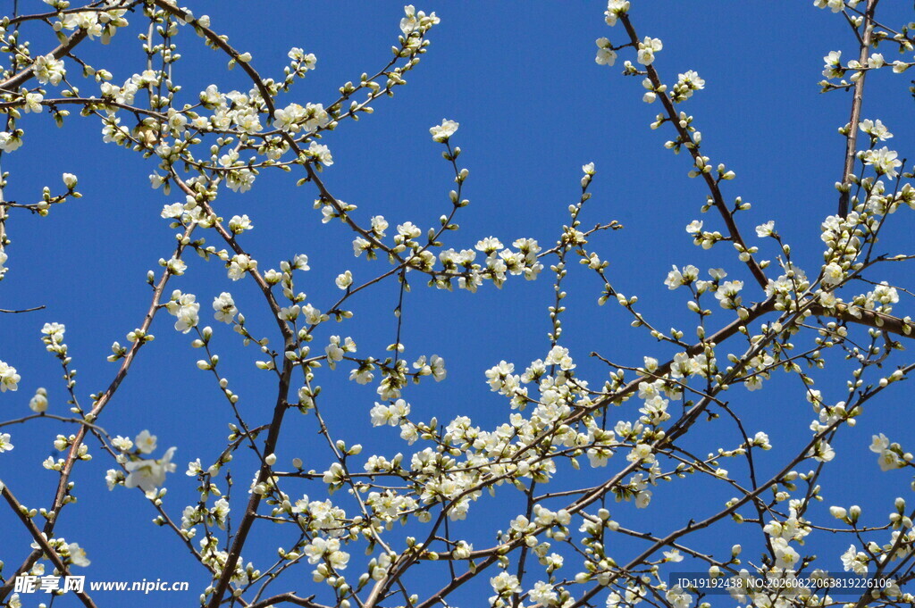 山桃花  