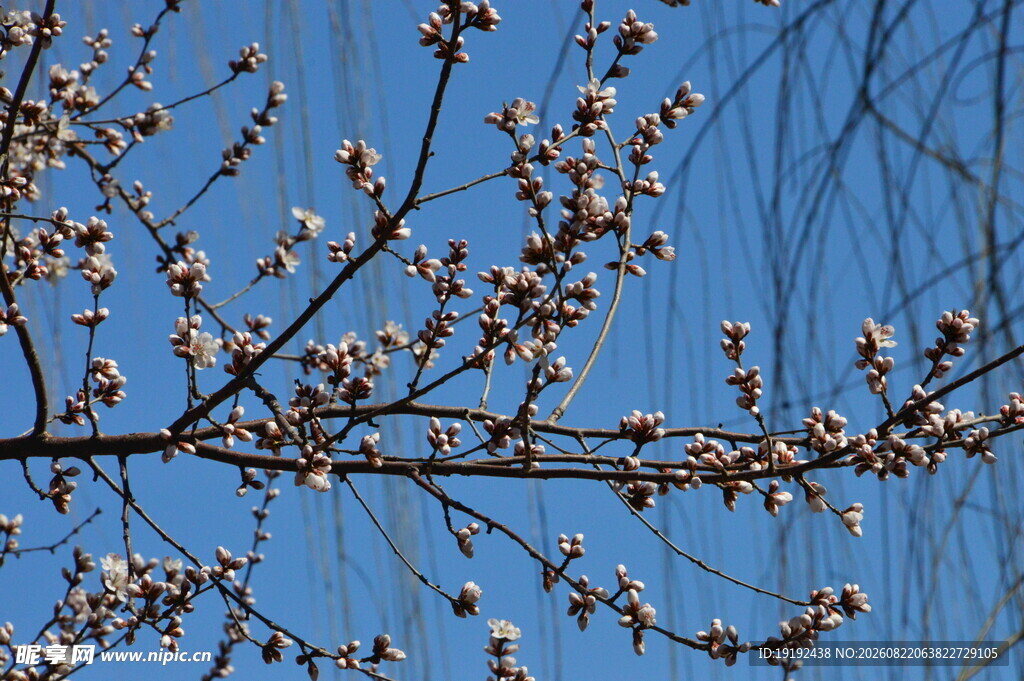 山桃花  