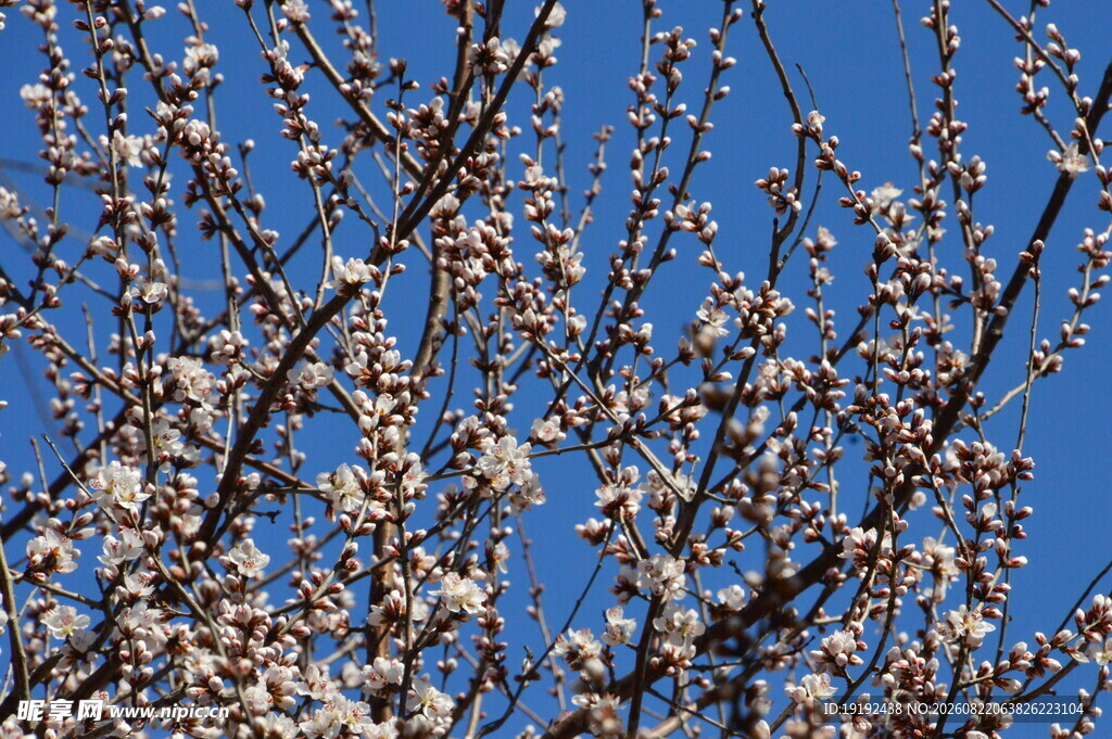 山桃花  