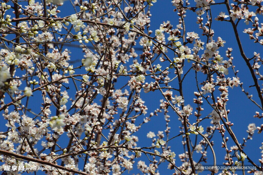 山桃花  
