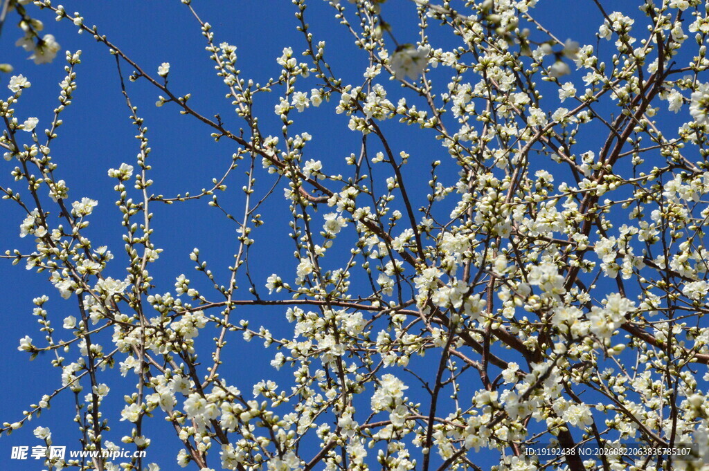 山桃花 