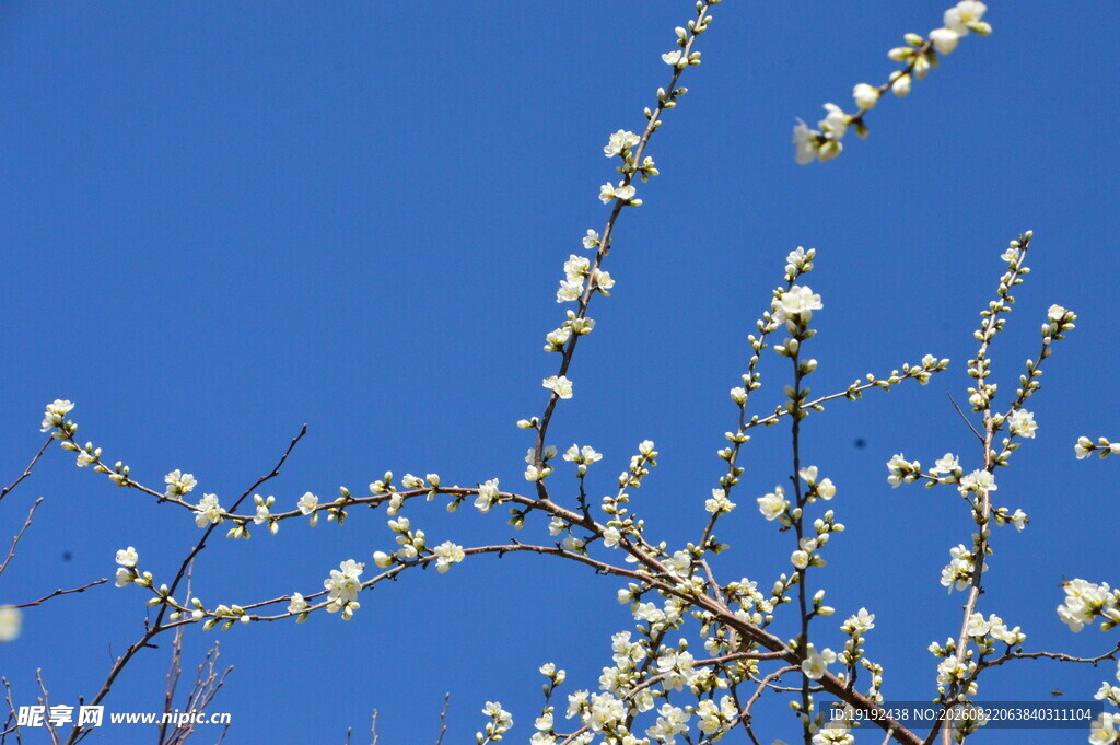 山桃花  