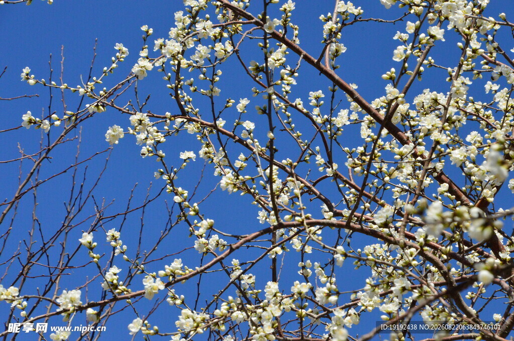 山桃花  