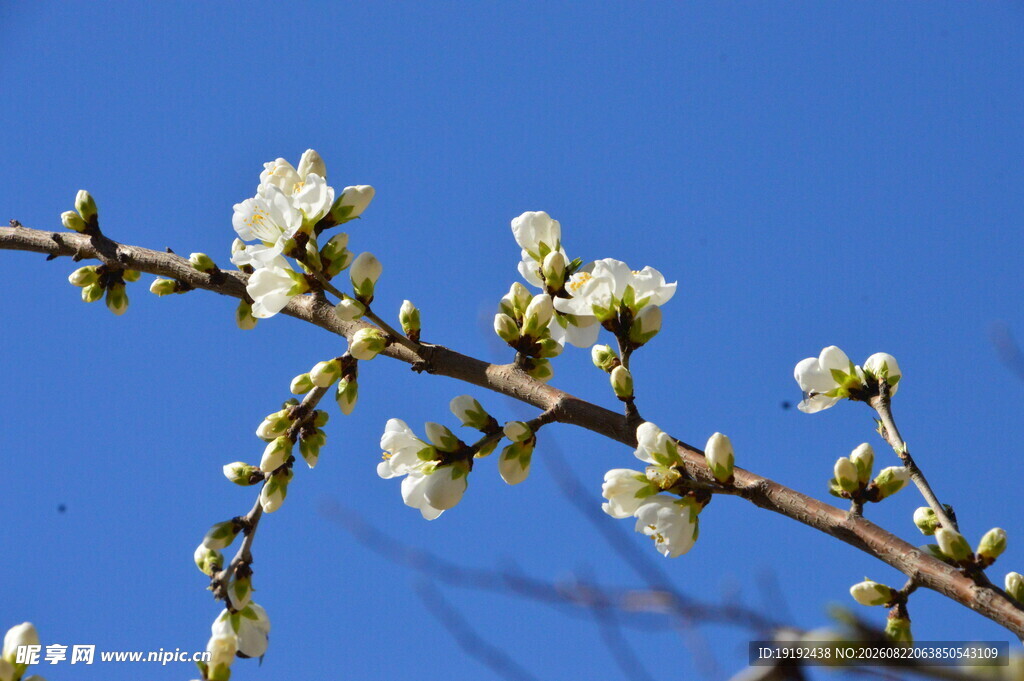 山桃花  