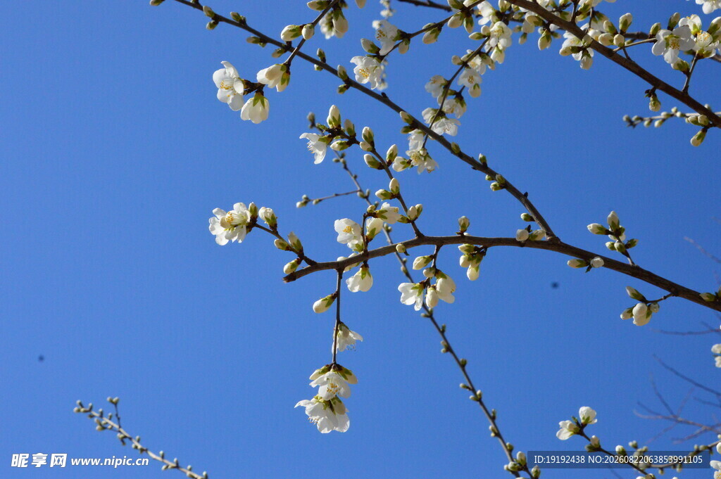 山桃花  