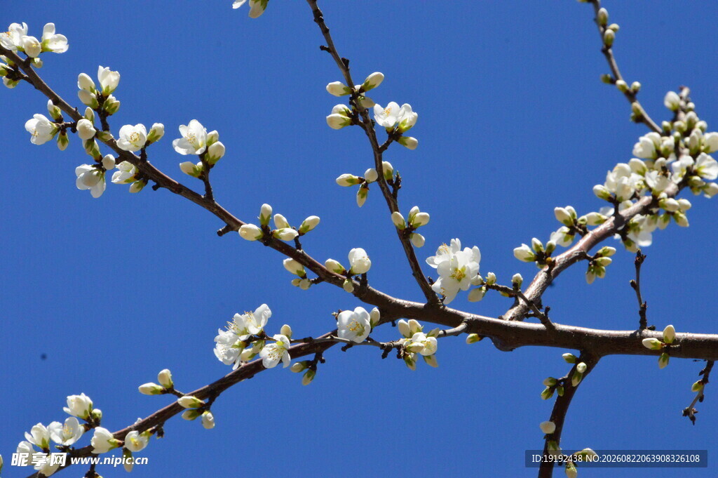 山桃花  