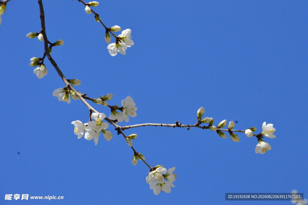 山桃花  