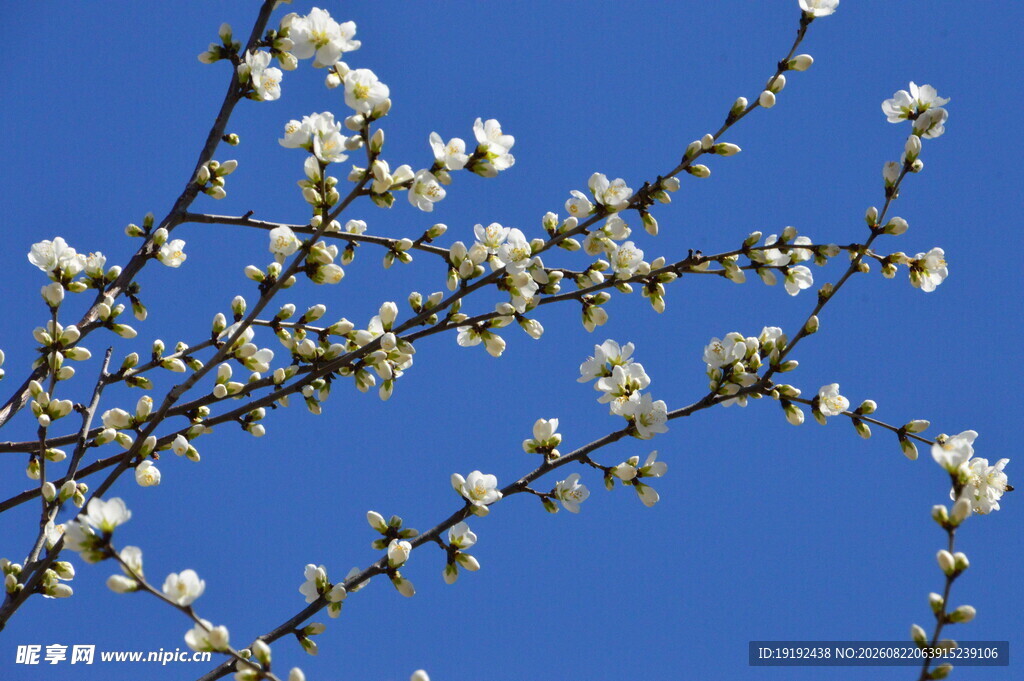 山桃花  