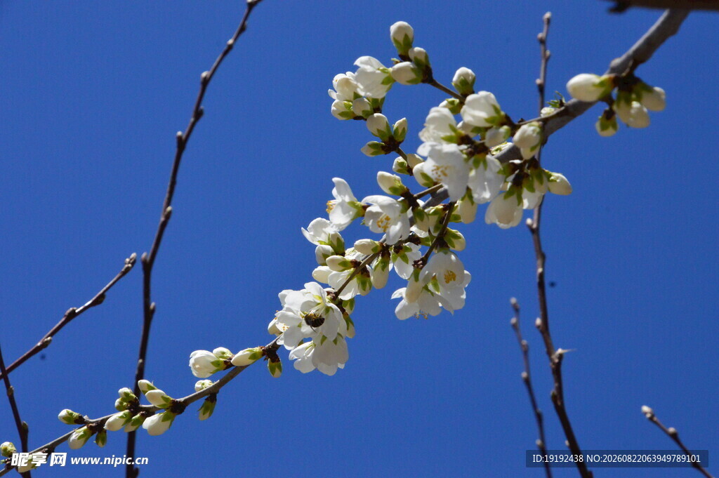 山桃花  